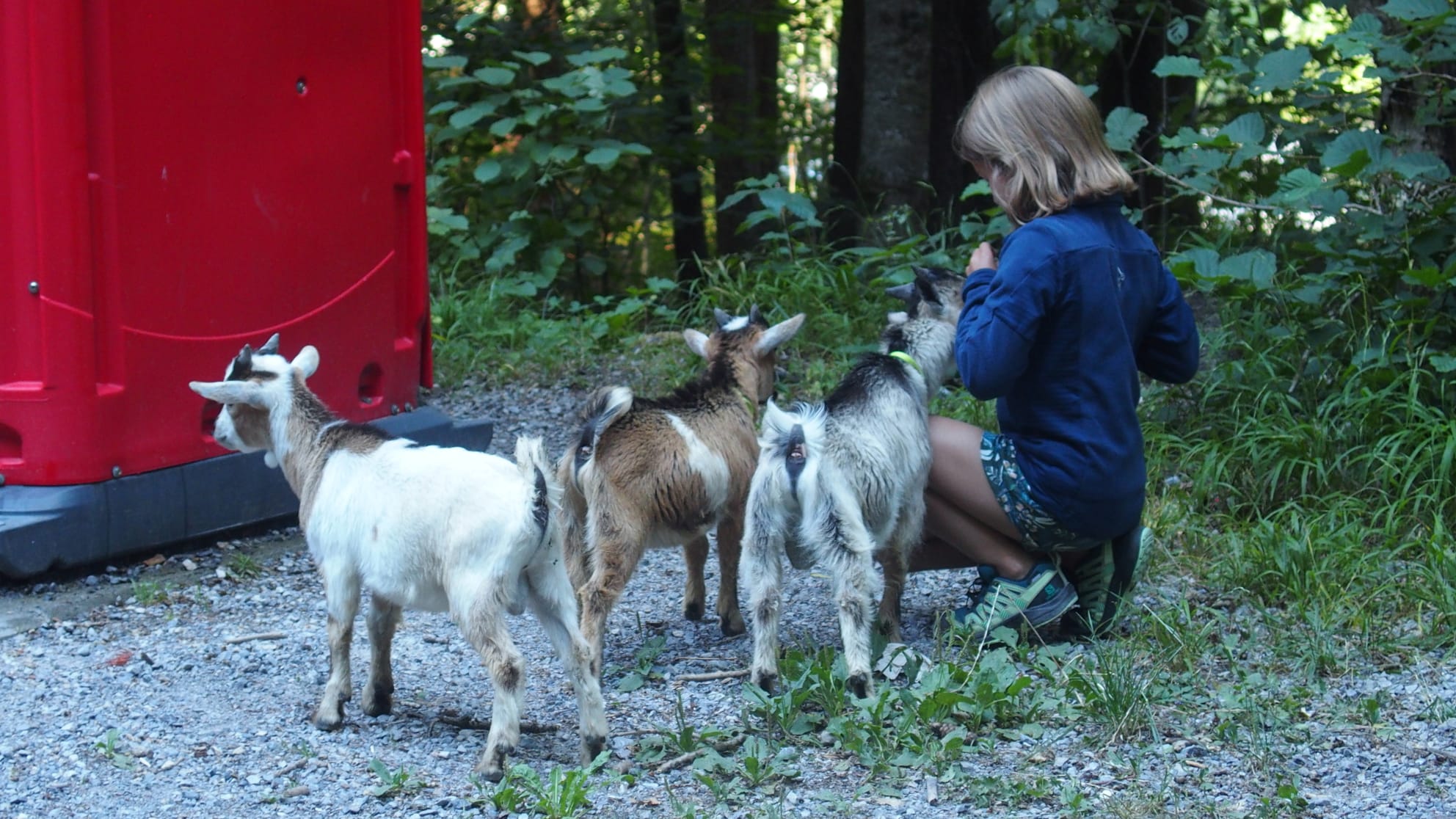 Chüngel Hühner Zwerggeissen