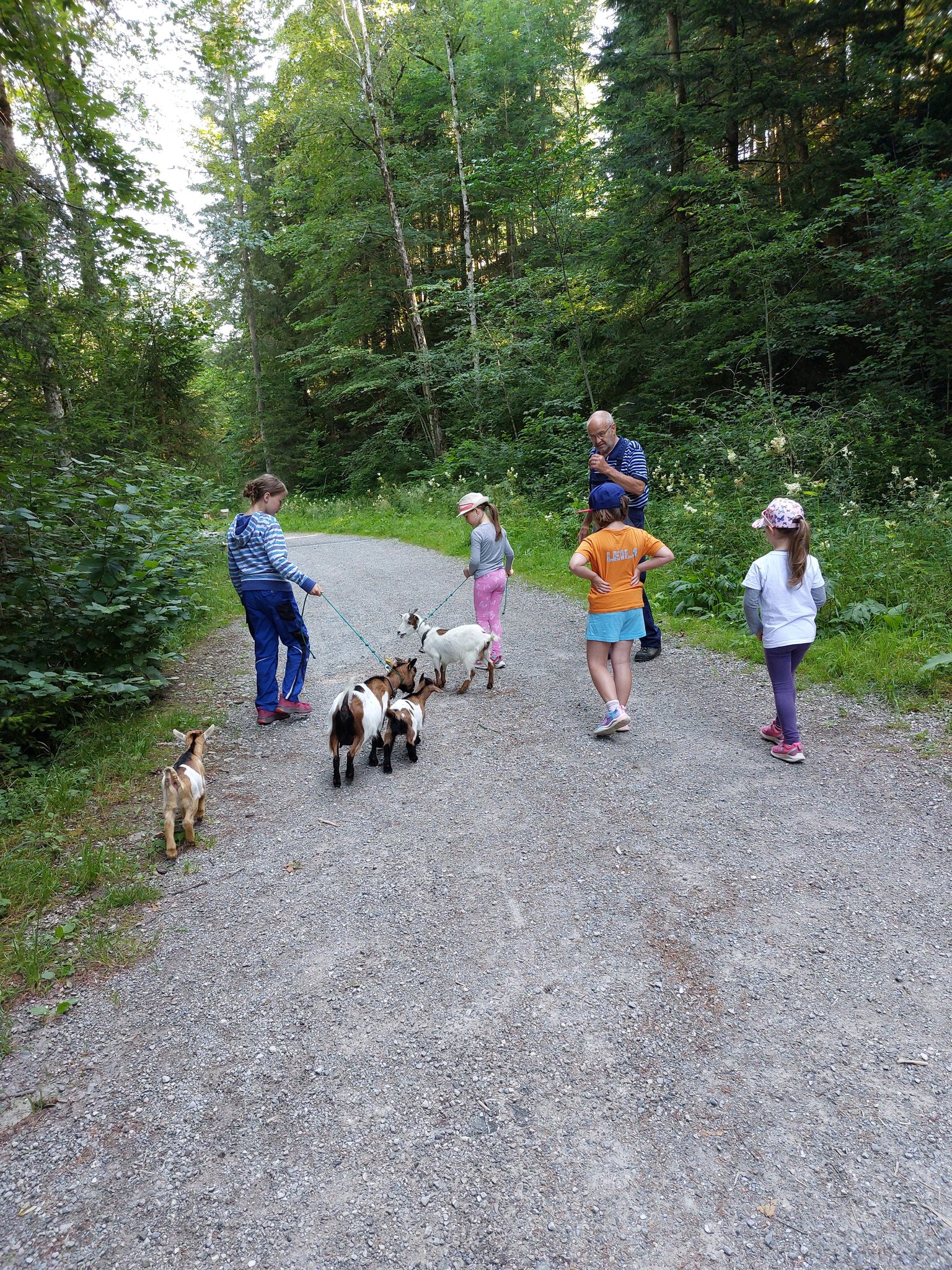 Chüngel und Zwerggeissen