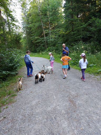 Chüngel und Zwerggeissen