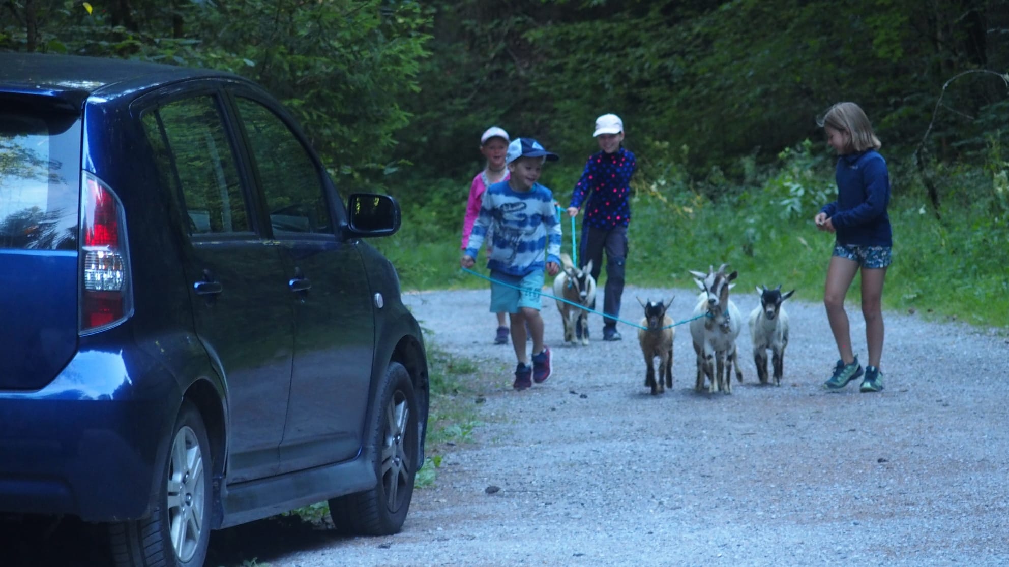 Chüngel Hühner Zwerggeissen