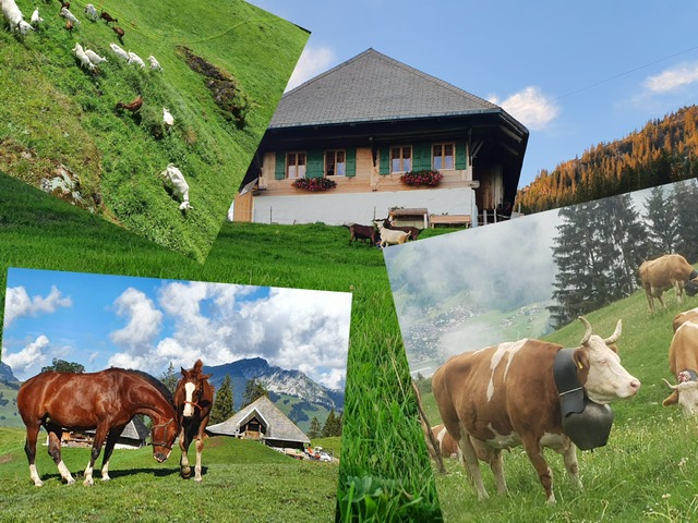 ein Alpsommertag erleben...