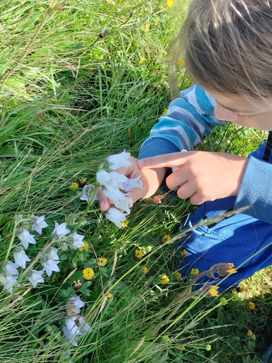 Entdeckungstour in die Welt der Alpenblumen.....