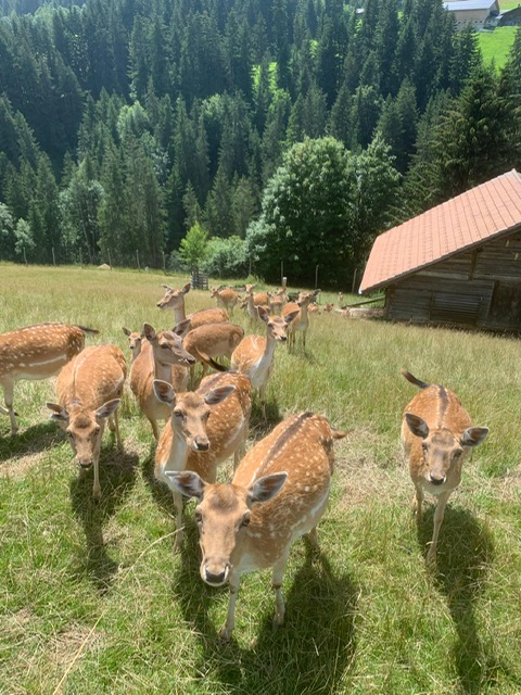 Besuch beim Dammhirschgehege