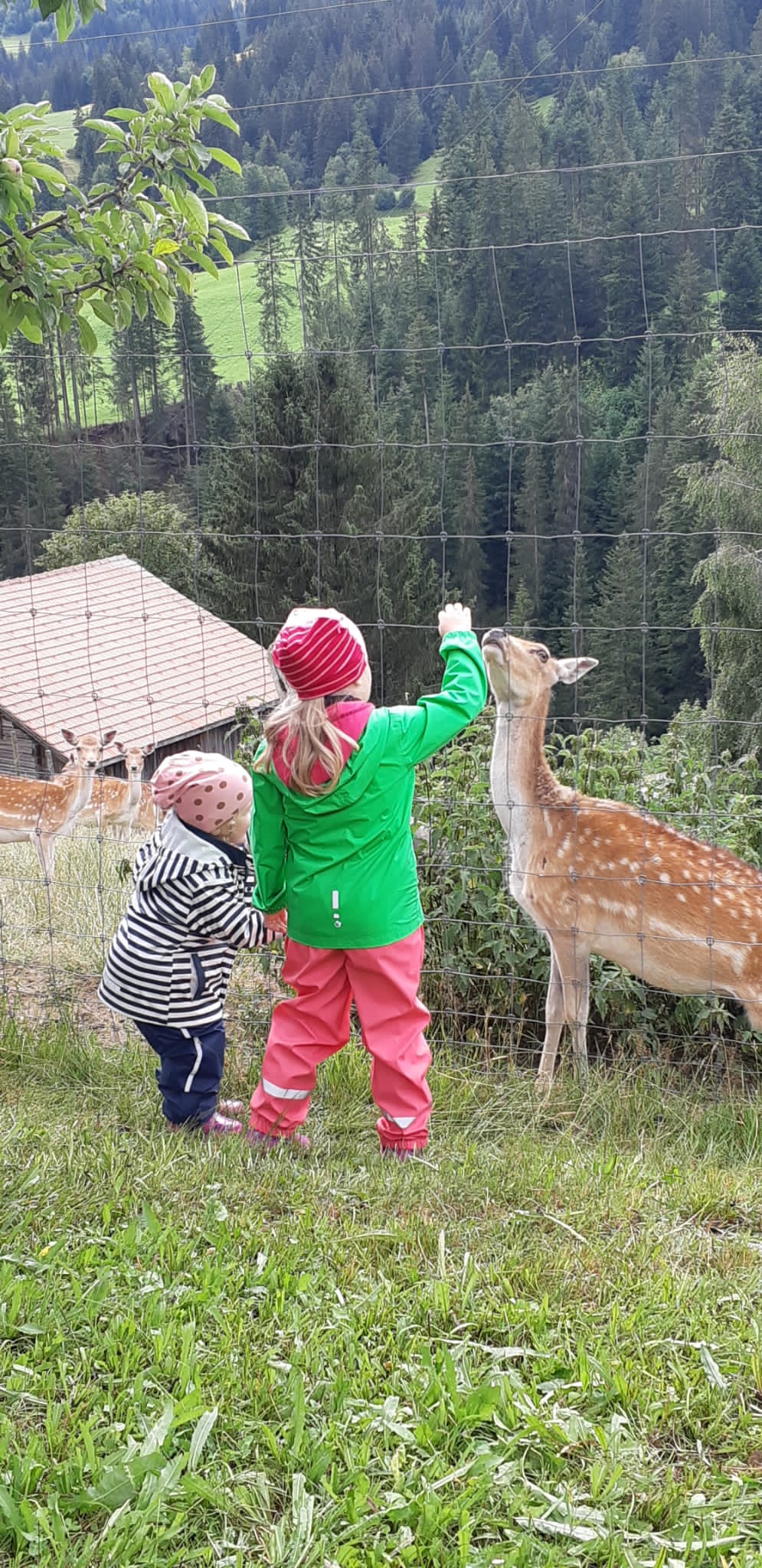 Besuch beim Damhirsch-Gehege